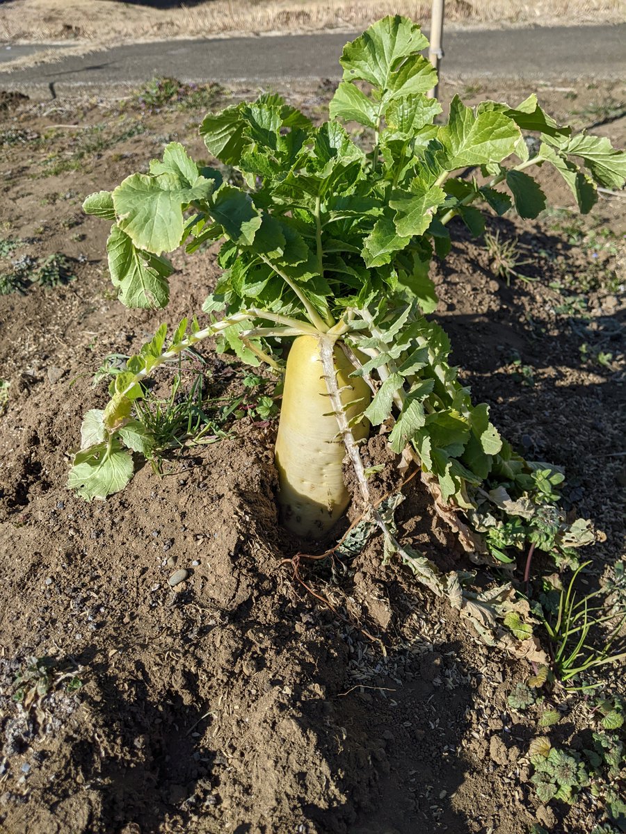 kaijoryo's tweet photo. 大根は立派だ。野菜も果物もそうですが、なんでただの土からこんな立派なものができるんですかね。 https://t.co/YT9lBJ5T03