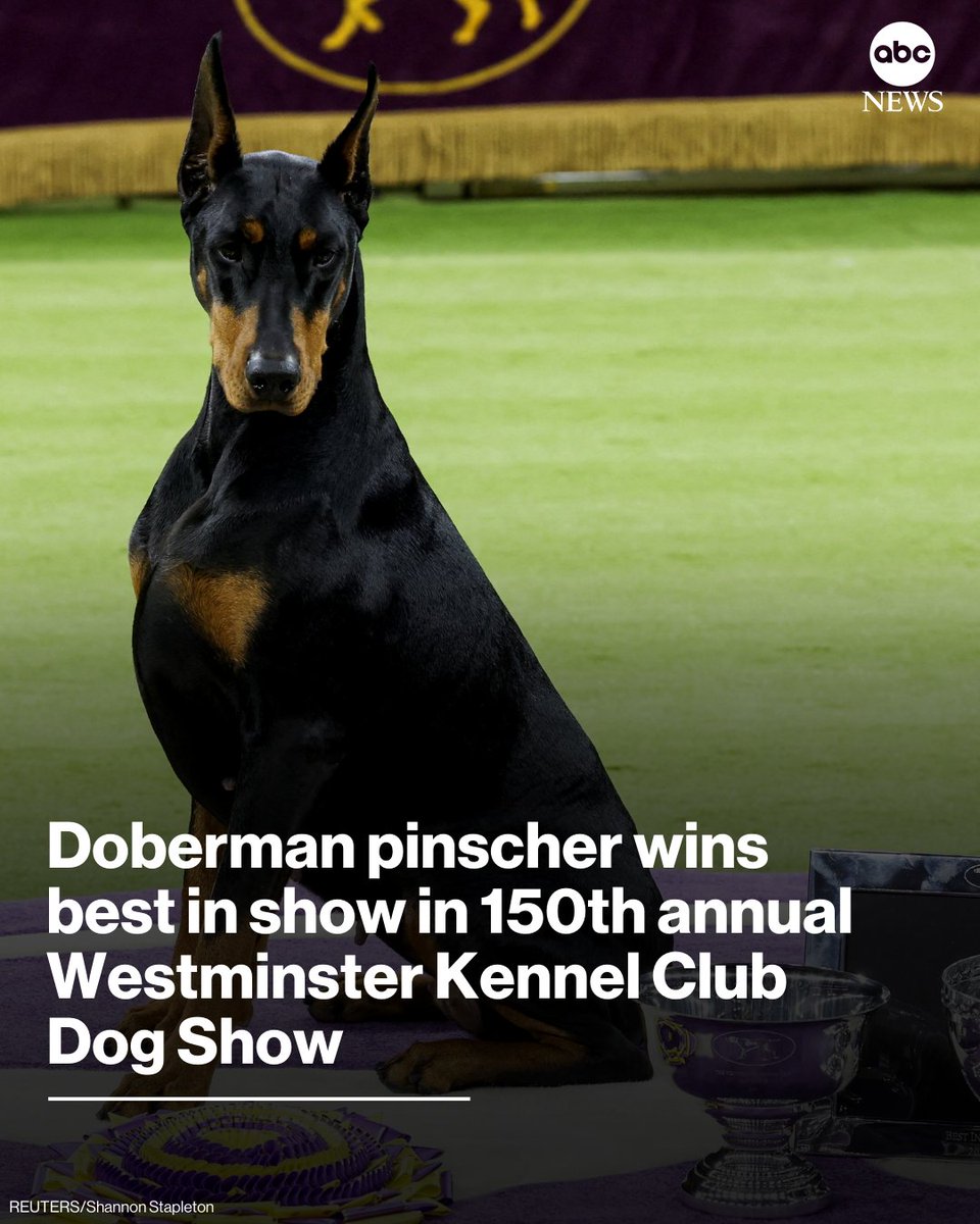 A Doberman pinscher named Penny won best in show at the 150th annual Westminster Kennel Club Dog Show.

Read more: abcnews.link/yoJIiQR
