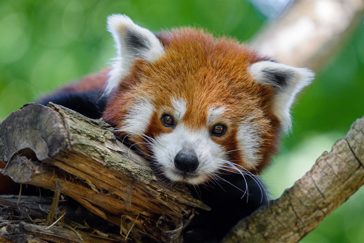 Xoge "CEO of the XRPL" (@classyxoge) on Twitter photo 