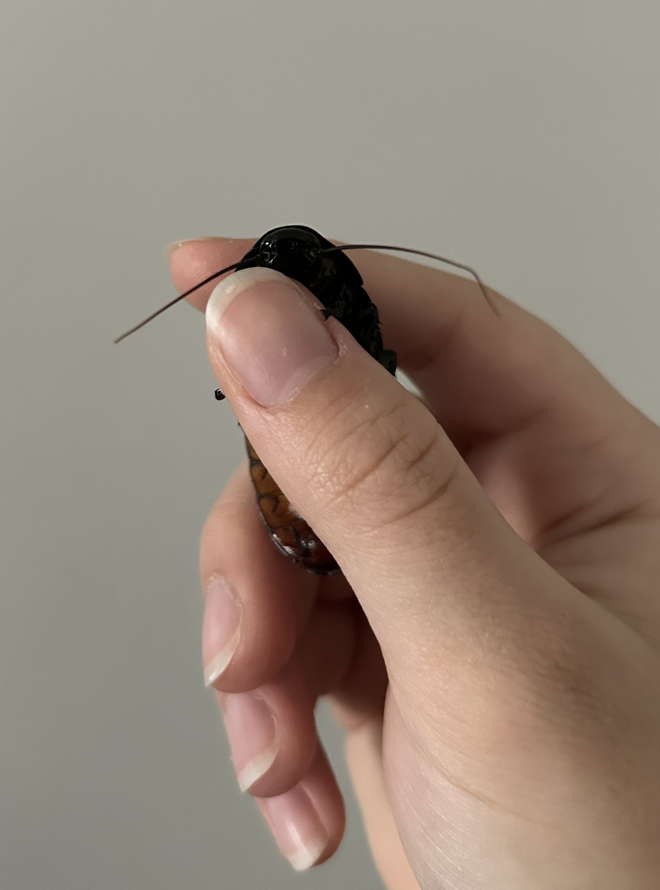 thesoggiestALT's tweet photo. make sure to hug your roaches always https://t.co/5owiFFx0RR