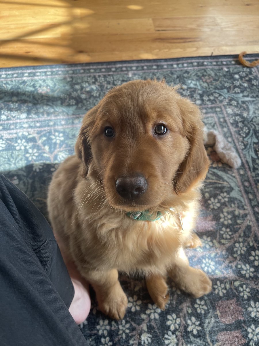 B2BaxterBailey's tweet photo. Hey everybody!! Meet our new cousin Maple. Our hoosis just adopted her. She lives with our cousin Willow. Isn’t she a cutie?? ❤️❤️ https://t.co/4VyqtvF3iq