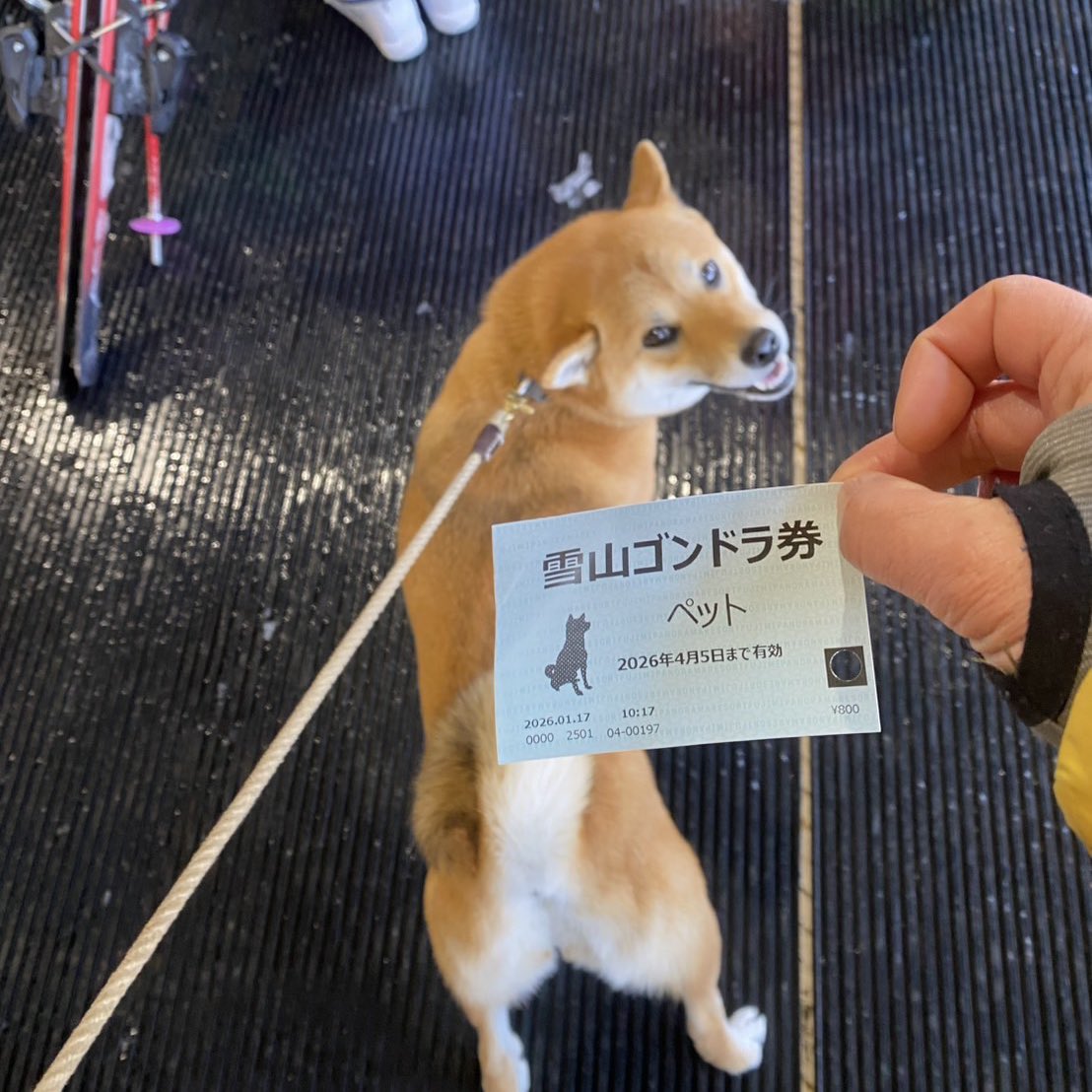 iiimo_o's tweet photo. 実家から送られてきた愛犬の写真が愛おしすぎる https://t.co/sGvbJtkeWj