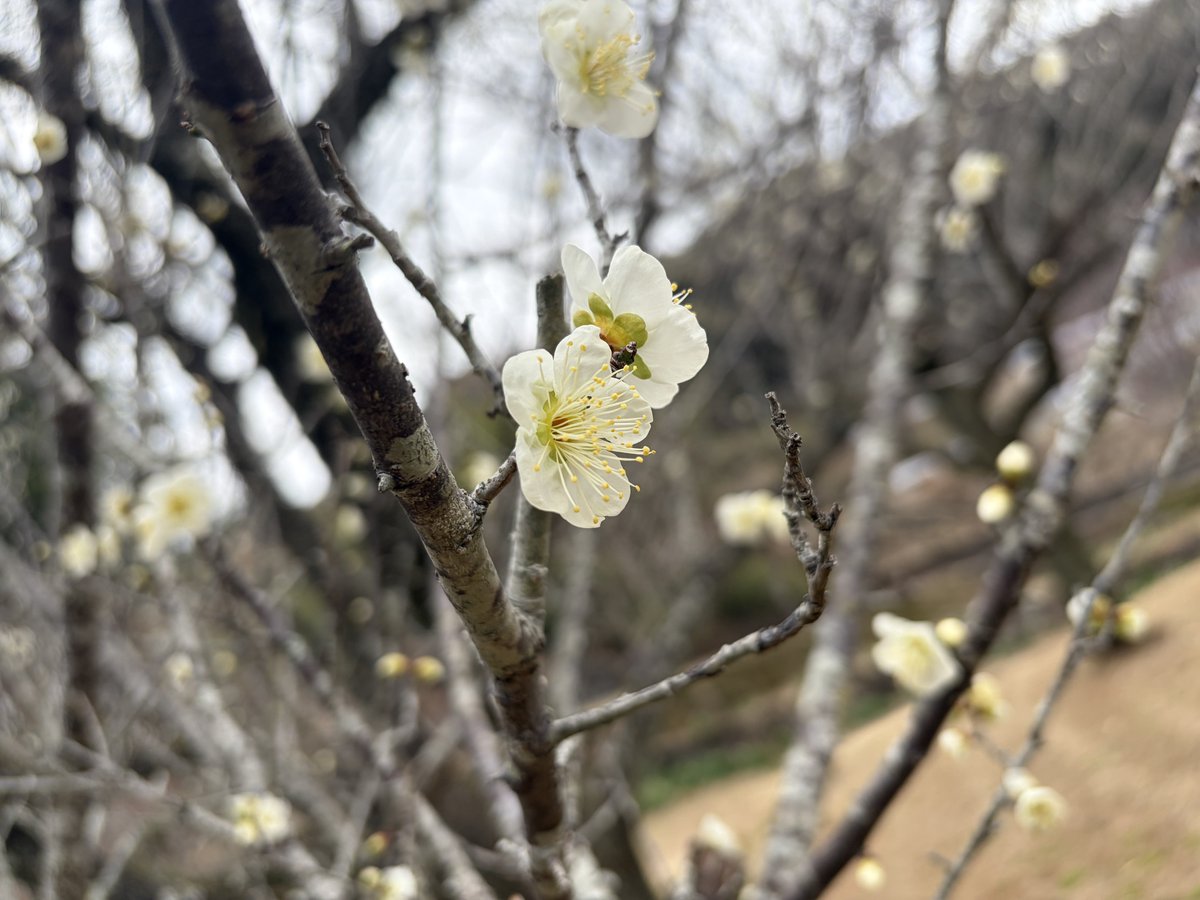 先週よりも蕾が大きくなったのも増えてきた❁⃘*.ﾟ