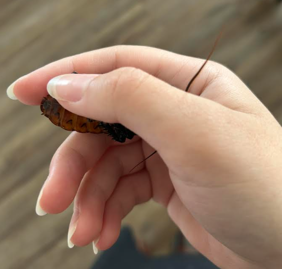 thesoggiestALT's tweet photo. make sure to hug your roaches always https://t.co/5owiFFx0RR