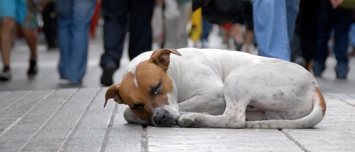 aimaasson's tweet image. NÃO SE TRATA MAIS APENAS DO ORELHA
O CASO DO ORELHA FOI SÓ UM DE MILHARES QUE OCORREM TODOS OS DIAS!

SÃO 30 MILHÕES DE ANIMAIS EM SITUAÇÃO DE RUA NO BRASIL! QUEREMOS UMA LEGISLAÇÃO QUE GARANTA PROTEÇÃO A TODOS ELES 
#CPIDOORELHA