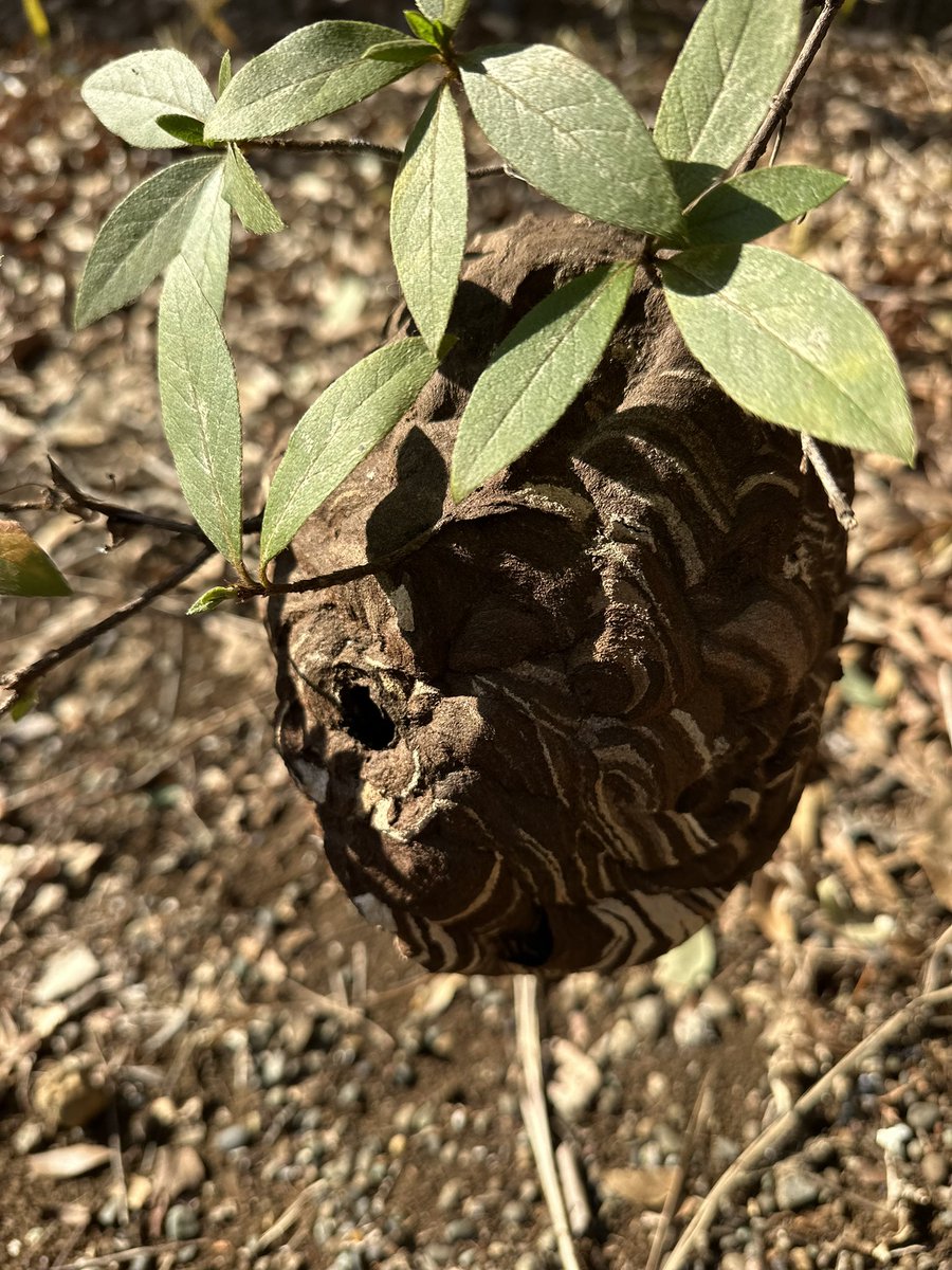 コテカ tweet media