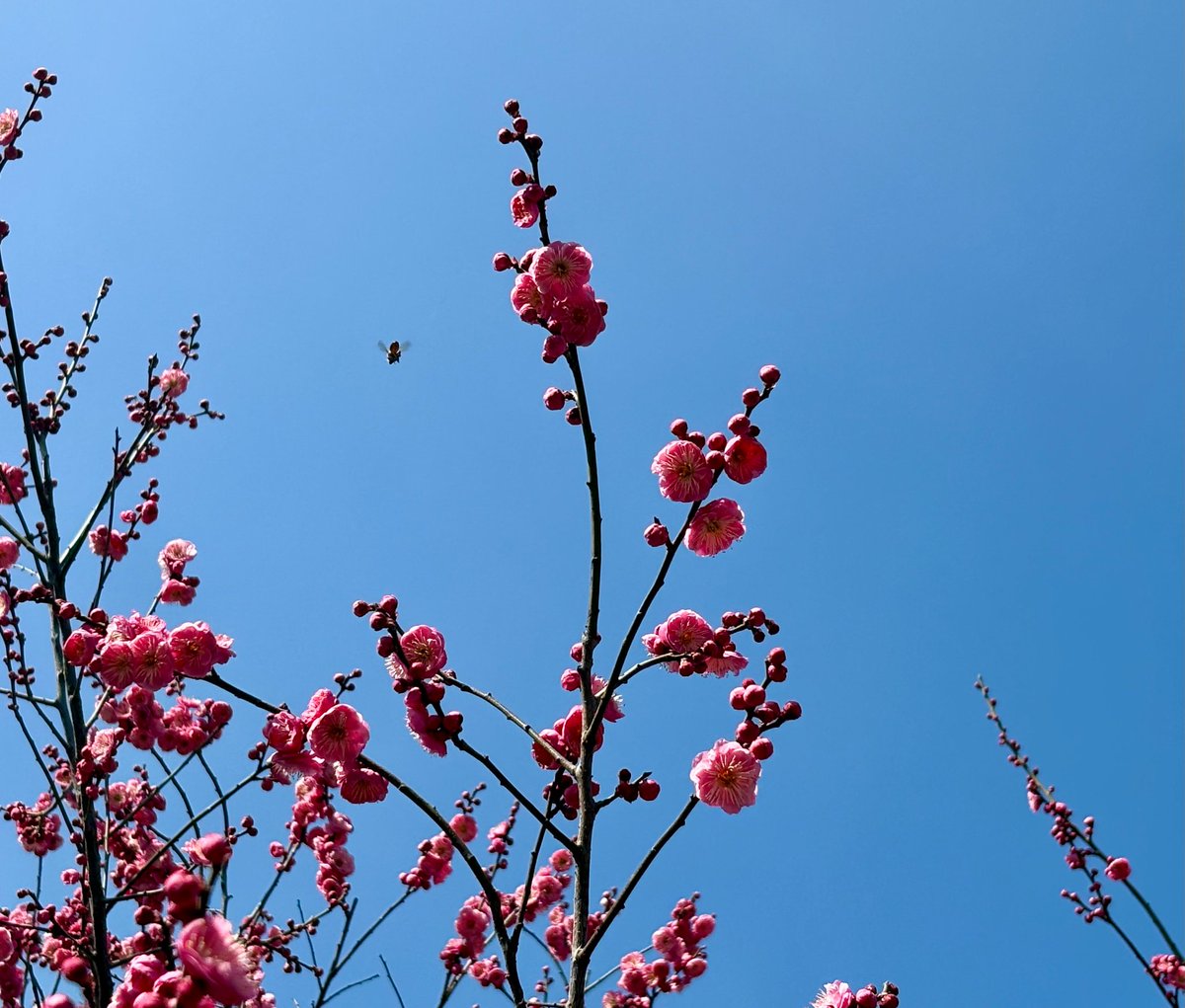 Rose42991316's tweet photo. 【见字如面】当上海两会遇上立春，这满城梅香与火红，是故乡寄给你的家书

故乡的发展，在两会的蓝图里；故乡的温度，在这梅香与灯火中。愿这跨越重洋的春意，能为你拂去一身风尘。无论走多远，上海永远为你亮着一盏灯。 https://t.co/WBY0UVnP5J