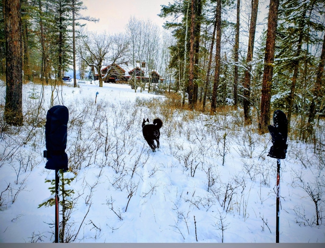 Victoria Livschitz tweet media