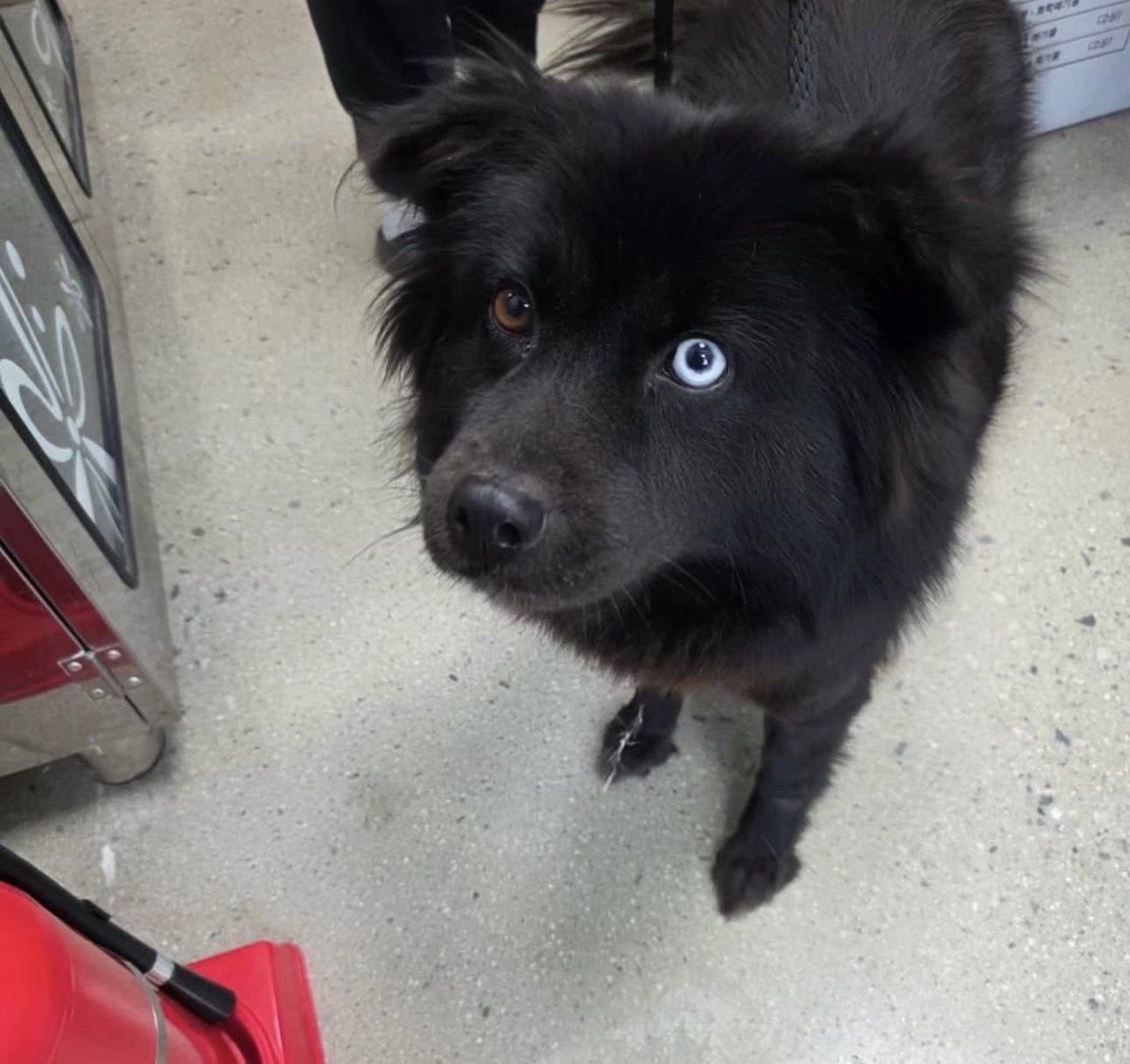 우와 2023년생추정이래요
11kg 여아입니다
현재 청주보호소에 있어요!