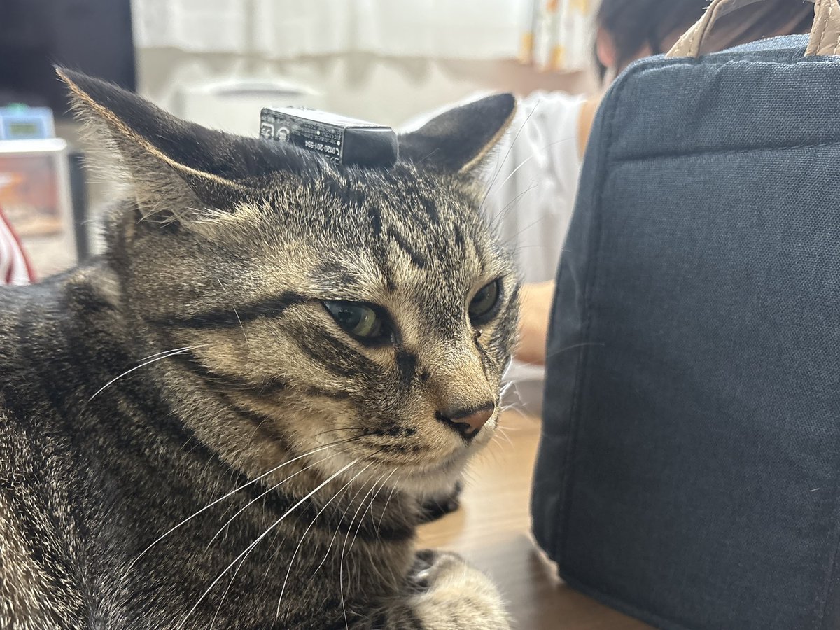 ウソみたいだろ 気付いてないんだぜ 頭に消しゴム、乗せられてるって