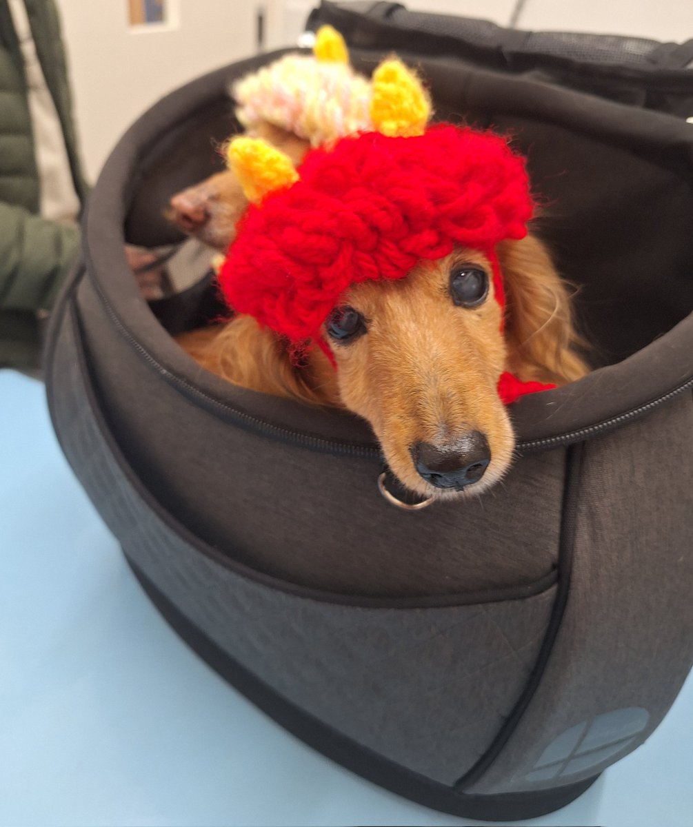 今年も節分に可愛い鬼さんたちに会えました🥰
#いずみ犬と猫のクリニック
#ネッシン(熱鍼)
#犬の鍼治療