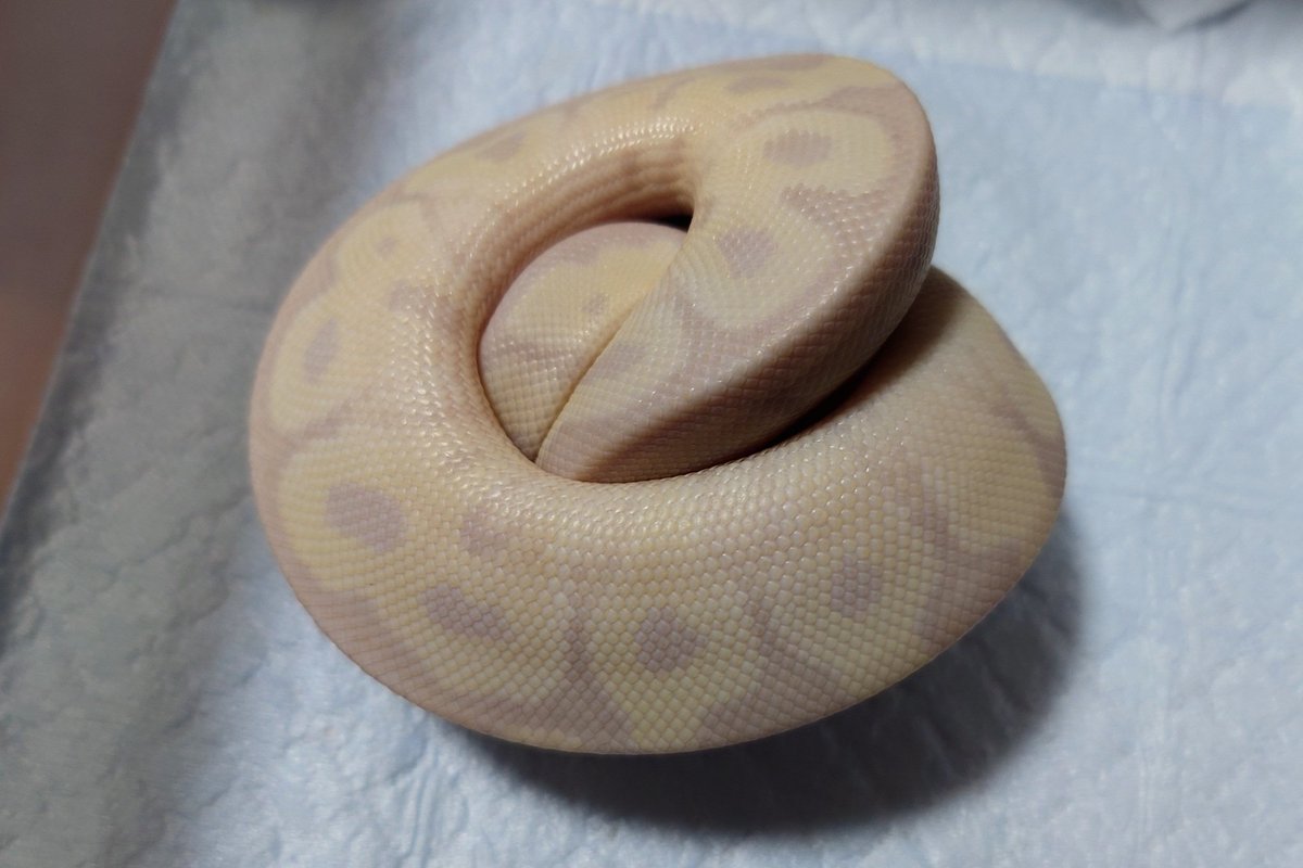 初ボールお迎え🥎
愛好家の方が多いのも納得。
#ボールパイソン