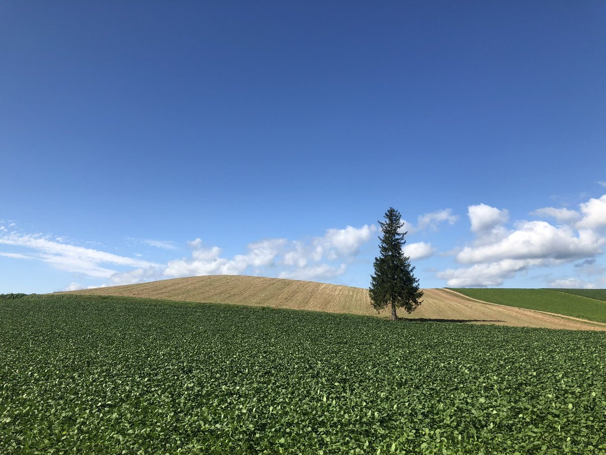 冬もいいけどここは夏もいいよ。切られたりしないことを願います。