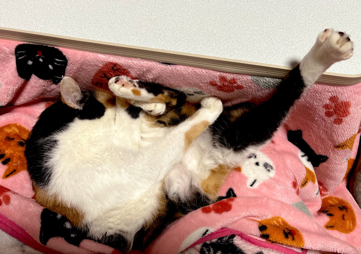 thxbyeTKS's tweet photo. くつろぎすぎてぐにゃぐにゃ笑 https://t.co/NZHlZzZgES