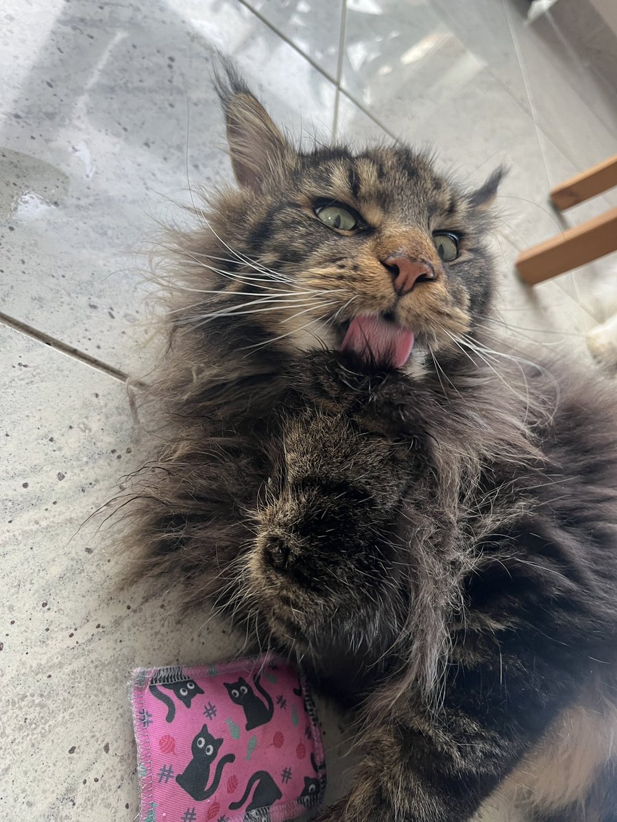 coding_jay's tweet image. Guten Morgen!