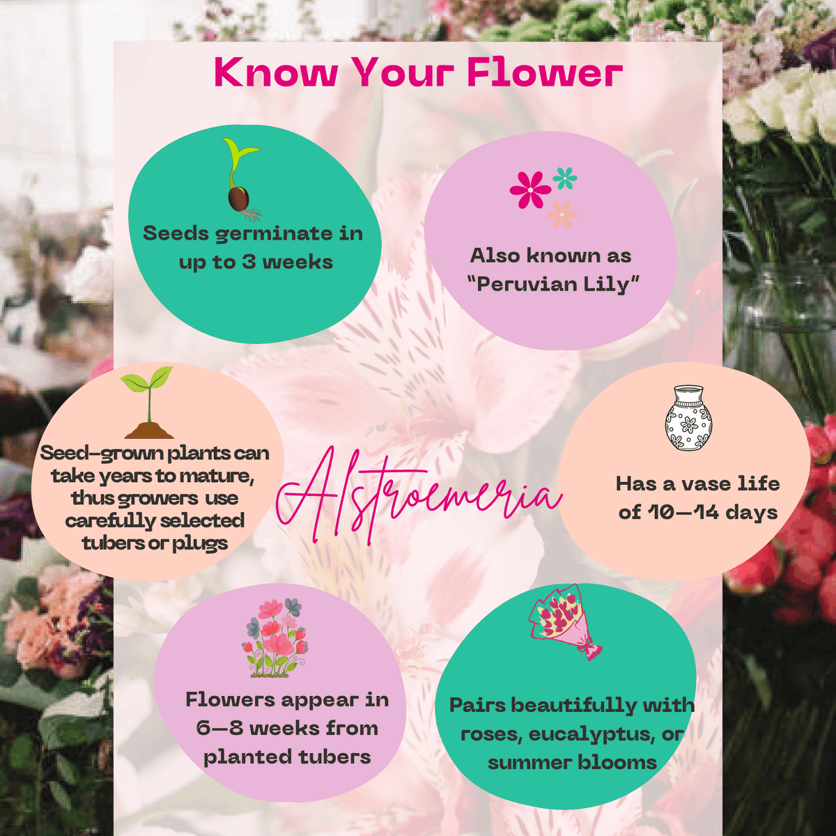 kenyaflower's tweet photo. Meet #Alstroemeria, nature’s hand-painted bloom! Grown in Kenya, it symbolizes friendship, devotion &amp; mutual support, with long-lasting stems and bold patterns. 

#BeyondTheBouquet #KnowYourFlower #Valentines https://t.co/wEjM1xRNBF