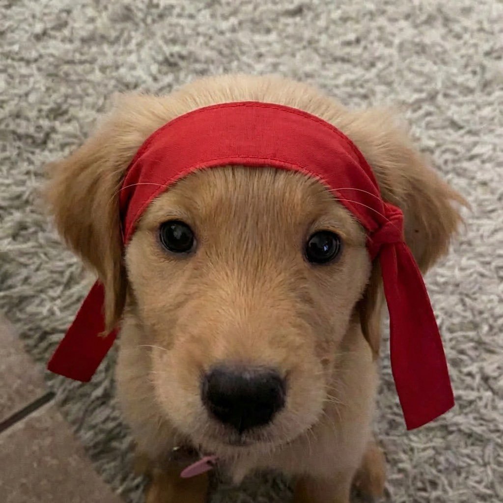 I recently bought a coin called $Buddy which i believe is a stealth launch by <a href="/BPuppy80020/">Barking Puppy</a>. It has been around for 2 years. 

On May 13, 2024, Keith Gill (Roaring Kitty) returned to X. Just a day after 
on May 14, 2024 OG $Buddy was launched

<a href="/Waterman_crypto/">Crypto Waterman</a> made a thread