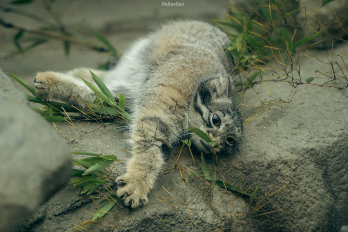 Wanderhuhn🇩🇪 tweet media