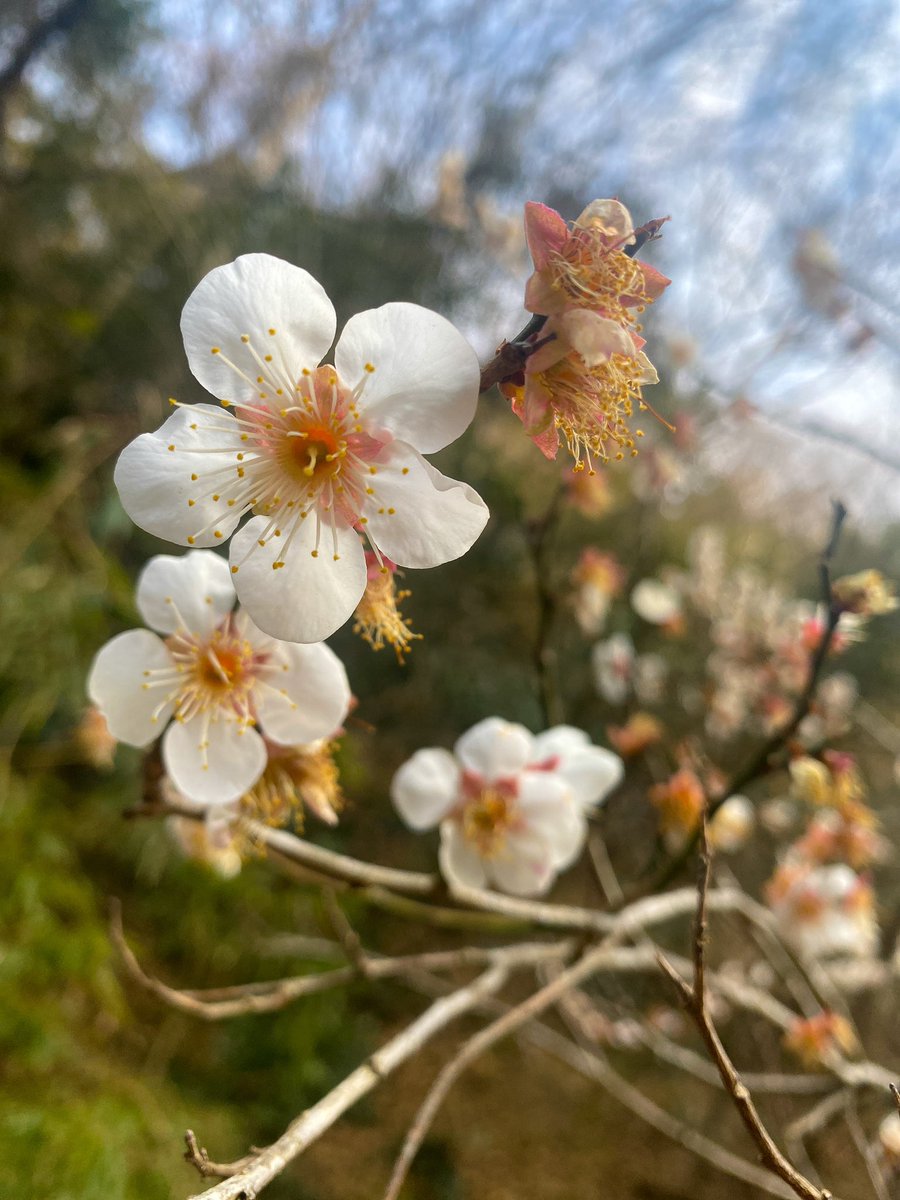 shokotsushima's tweet photo. 今日は立春🌸 https://t.co/OzmTFF6jYx