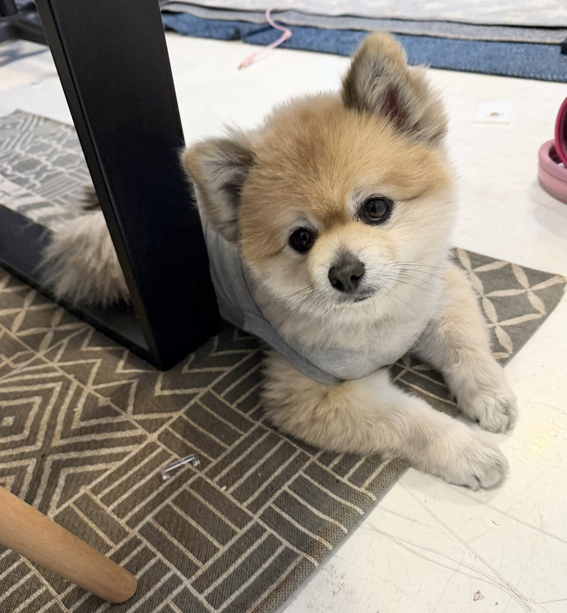 デカポメ🐶⛩️ポルくん🗼 (@AccessoryshopF) / Posts / X