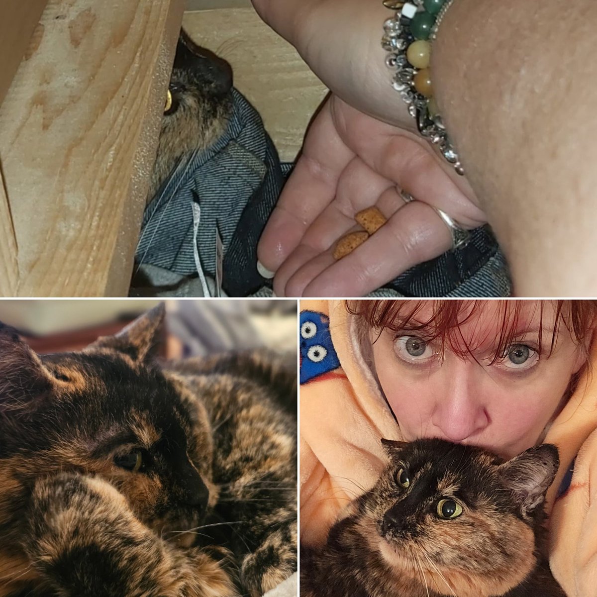 It's my 5th Gotcha Day! Mum says,"I can't begin to explain how we rescued each other. I gave her a home, safety for the first time &amp; unconditional love, &amp; she gave me company &amp; cuddles when my life had changed out of all recognition and I was incredibly lonely." Adopt don't shop