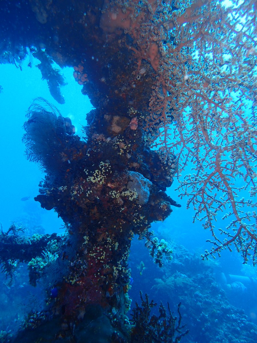 enadive's tweet photo. come having fun with us, book to https://t.co/HnQv5WaDgS #divers #divetrip #balidive #scubadivers #wreckdive #marinelife https://t.co/sCMU4mHxni