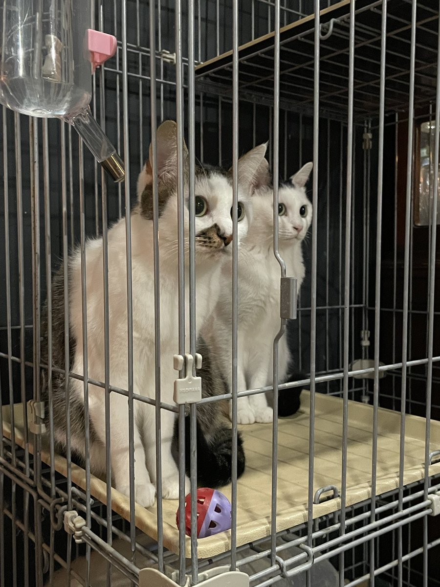 「迪化街の片隅に猫ちゃんのいるカフェあって休憩夜はバーみたい。 いい穴場スポット見」|URAN✦コミティアあ16aコミ1J01bのイラスト