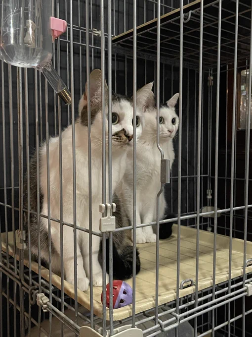 迪化街の片隅に猫ちゃんのいるカフェあって休憩夜はバーみたい。 いい穴場スポット見つけて嬉しい