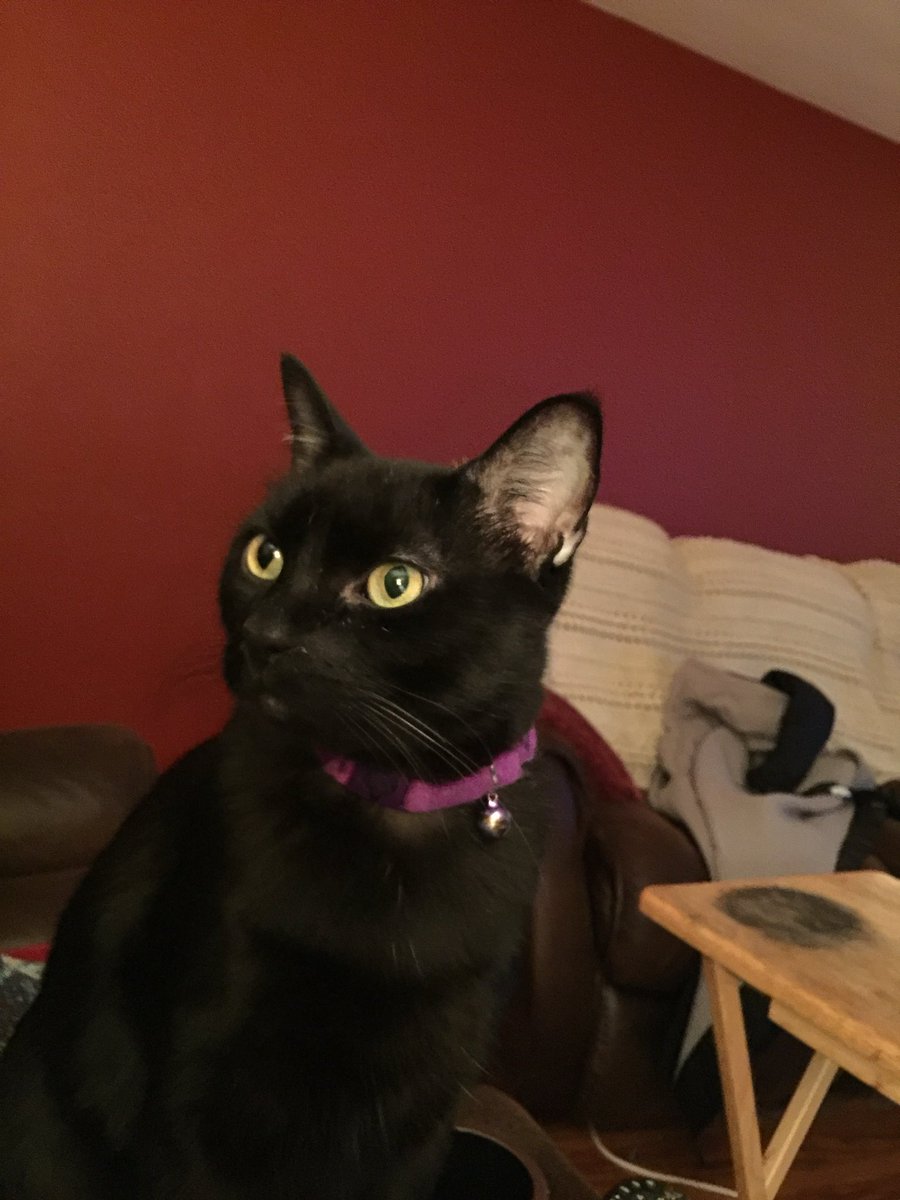 RickyDanM's tweet photo. @Matt_Pinner Obama.  He would have made a great president.   Once had three cats named Obama, Donald, and Hillary.  Obama and Donald were inside cats and winners.  Hillary was an outside cat and a loser since she lost the election.  Then, I added Junior (Donald Jr.). https://t.co/3VCWc4wRXD