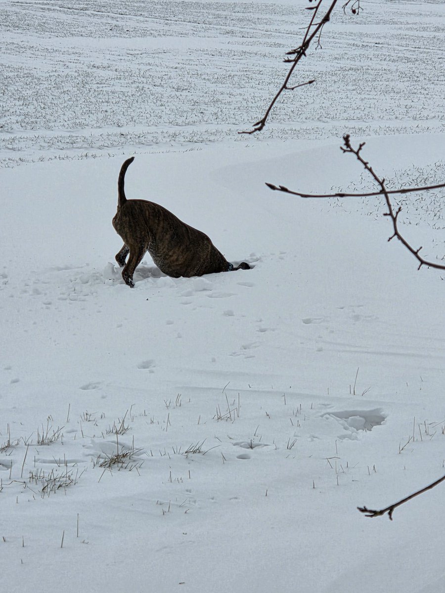 EnergyBorder's tweet image. Ares: Mir reicht es, ich geh den Frühling suchen.