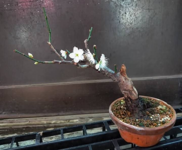 梅『白梅』/ White Japanese apricot 】 白梅の花が開花‼️ 『令和』の