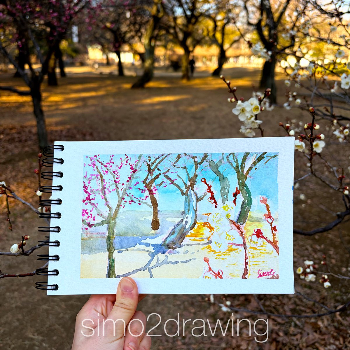 小金井公園の紅白梅が満開スケッチ 梅の香りに囲まれて癒されました