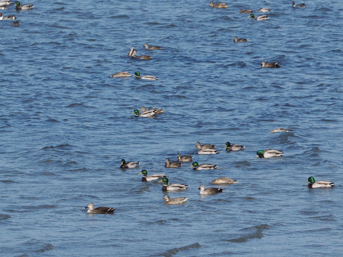 2026/2/4(水) 午後の部

午前中拾えなかった箇所をやっつけてきました！

車に乗り切らないので拾い切れてませんが…

不法投棄されてた缶類は豊橋市廃棄物対策課に対応を依頼しました。

②ビフォー
③アフター

#伊勢湾・三河湾継美隊
#継美隊
#継美犬Kai
#ゴミ拾いも鳥見のうち