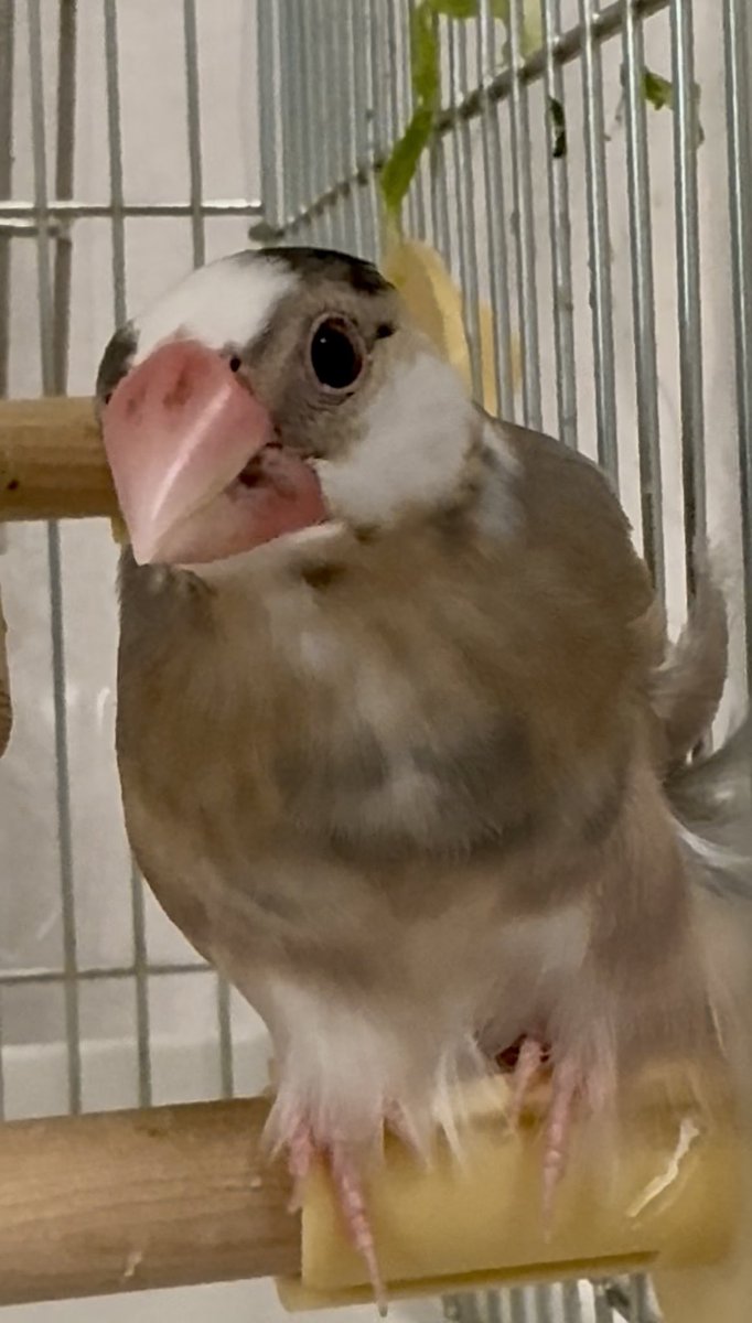 hatichai's tweet photo. 雷鳥みたいな写真が撮れた📷
#文鳥 https://t.co/bgWbogZy8j