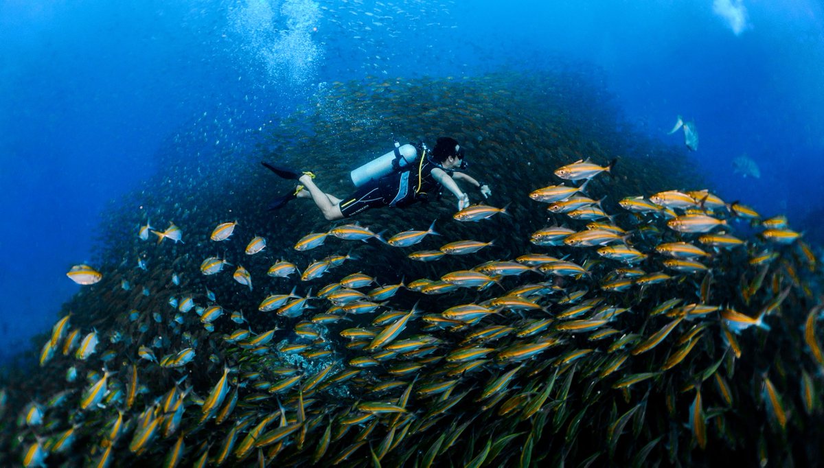 blackturtledive's tweet photo. We will provide you with a bespoke, relaxed and enjoyable fun diving experience. We will show the best of everything that there is to see, at dive sites suitable for your level of training and experience. https://t.co/L6Ys3vi6yL #FunDive #KohTao #scuba #Thailand #Fun https://t.co/K9omKUeQJk