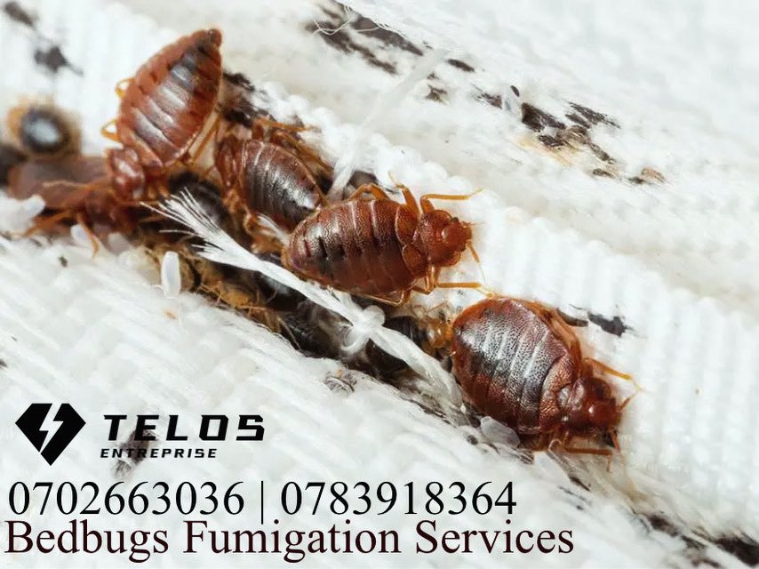 TelosEntUG's tweet image. Have your home, office or any premise fumigated against #bedbugs on 0783918364 | 0702663036. Let the professionals handle today. We are a phone call away. #cockroaches #ants #termites