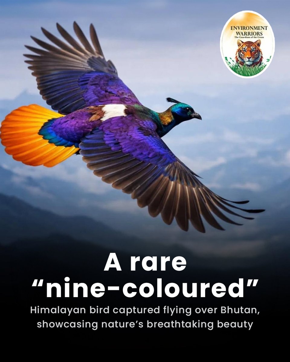 EnvironmentNet0's tweet photo. A breathtaking moment from the Himalayas
A photographer has captured a rare and stunning “nine-coloured” Himalayan bird soaring gracefully over Bhutan, showcasing nature’s extraordinary artistry. https://t.co/RiQdBwk7Dp