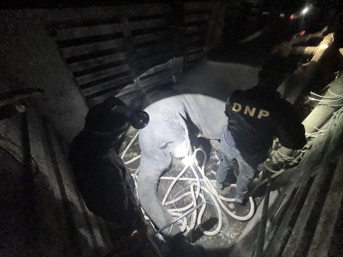 เดินทางปลอดภัยนะ ขอให้โลกหน้าใจดีกับ "หูพับ" มากกว่านี้ 🐘🤍

#RIP
#หูพับ #สีดอหูพับ #ช้างป่า

facebook.com/share/1F5yXHyS…