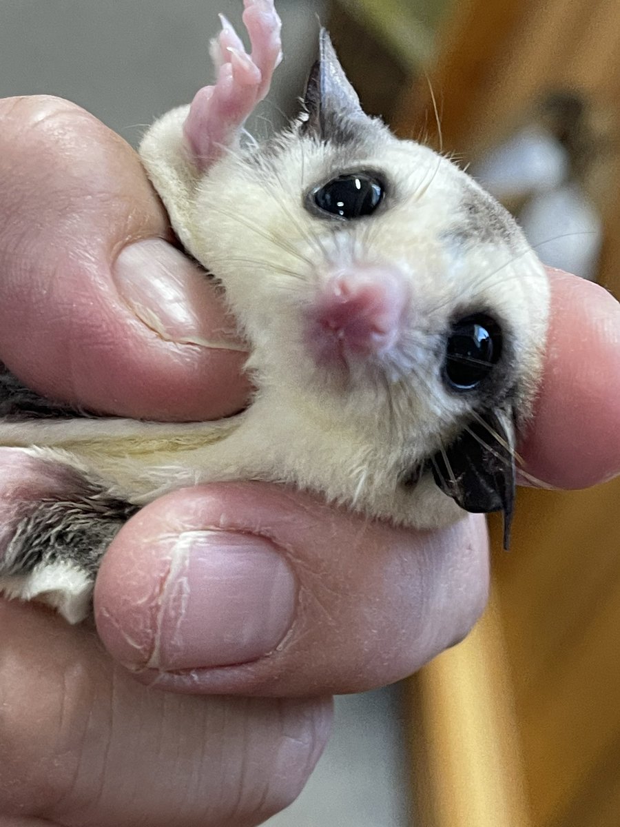 エキゾチックアニマル