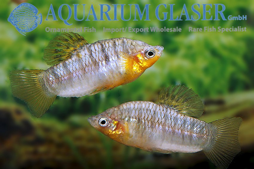 aquariumglaser's tweet photo. #Limia #nigrofasciata 
find more details and pics @ https://t.co/kgExUnuDLM https://t.co/eSJcyz20aA