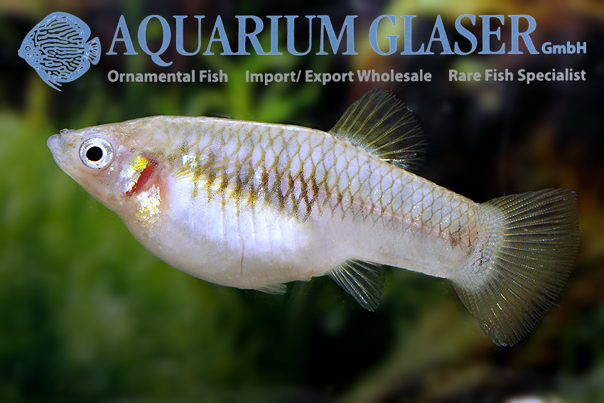 aquariumglaser's tweet photo. #Limia #nigrofasciata 
find more details and pics @ https://t.co/kgExUnuDLM https://t.co/eSJcyz20aA