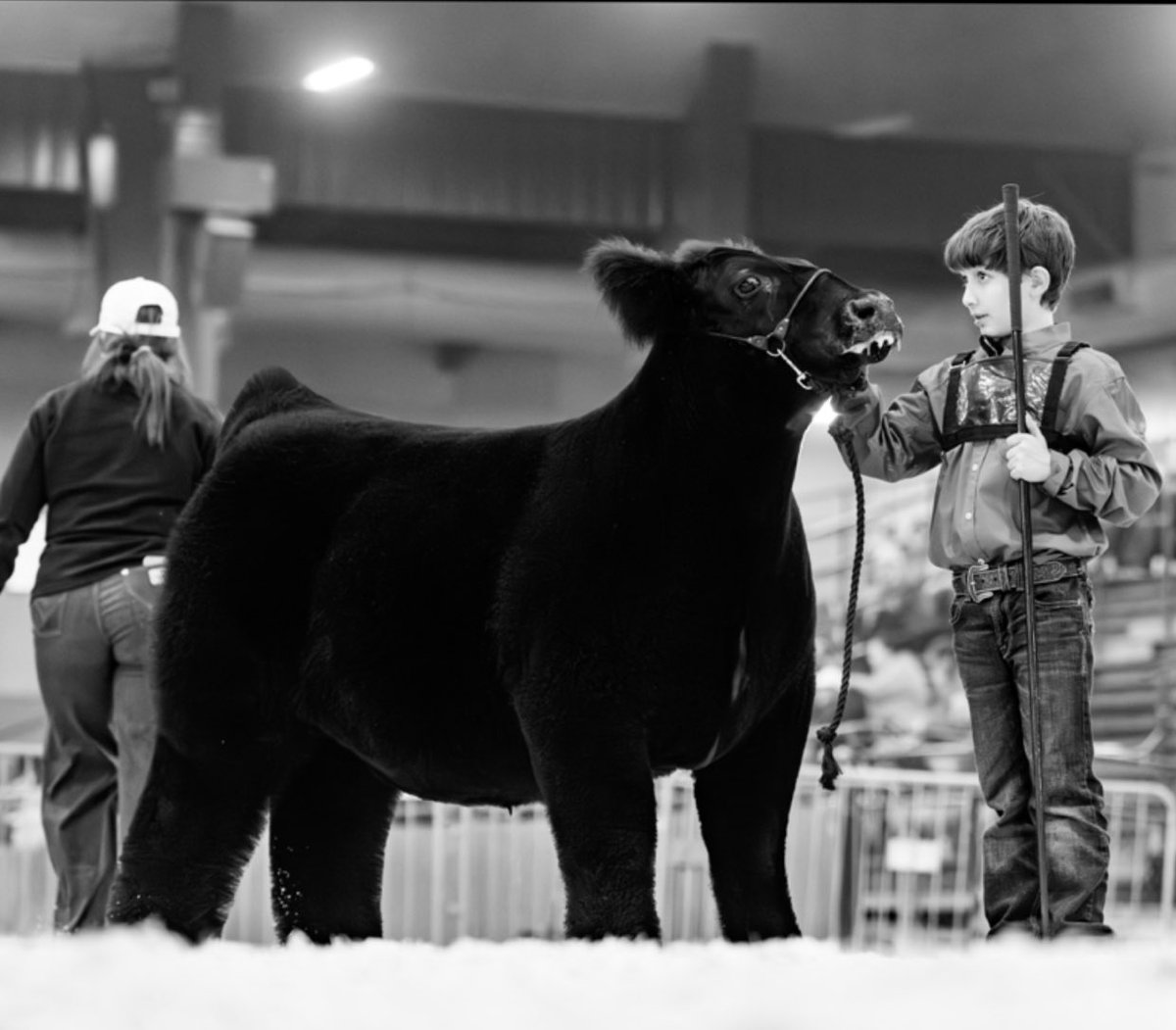 mattlautner's tweet image. -New World Order x Maternal Made 
-Raised By Adam Potts, Texas 

#MLCSires #ESSBulls #NWO