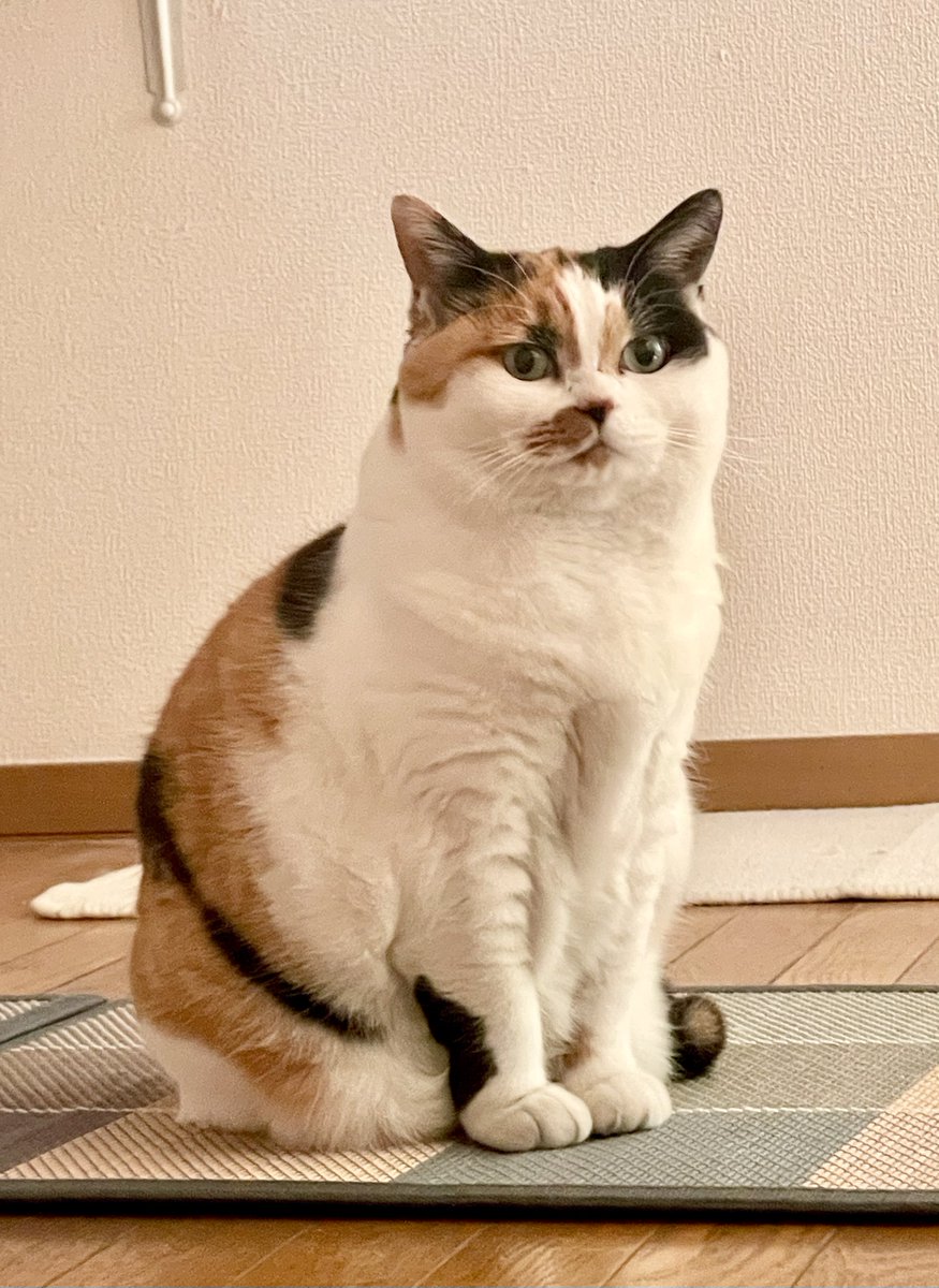 にゃんころもち (@sakura_nyancolo) / Posts / X