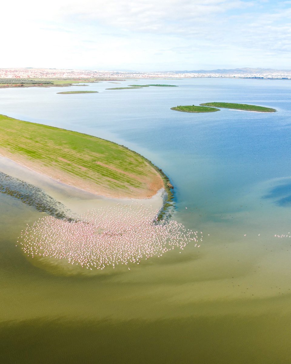 tunisialphanews's tweet photo. 🇹🇳🦩Le flamant rose illumine la Sebkha de Sijoumi à Tunis ! Cette zone humide classée accueille chaque année des milliers d’oiseaux migrateurs. Un trésor naturel qui mérite protection pour préserver sa biodiversité unique. 🌿✨

📸Gharmoul Outdoors https://t.co/7qanjn5fbD