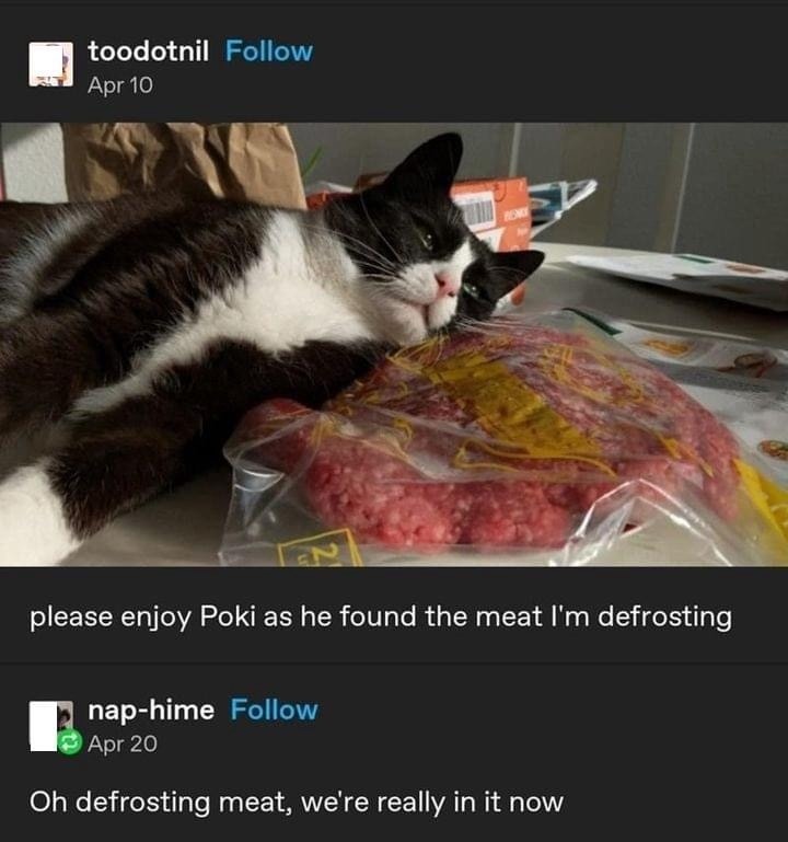 Punch Cat tweet media