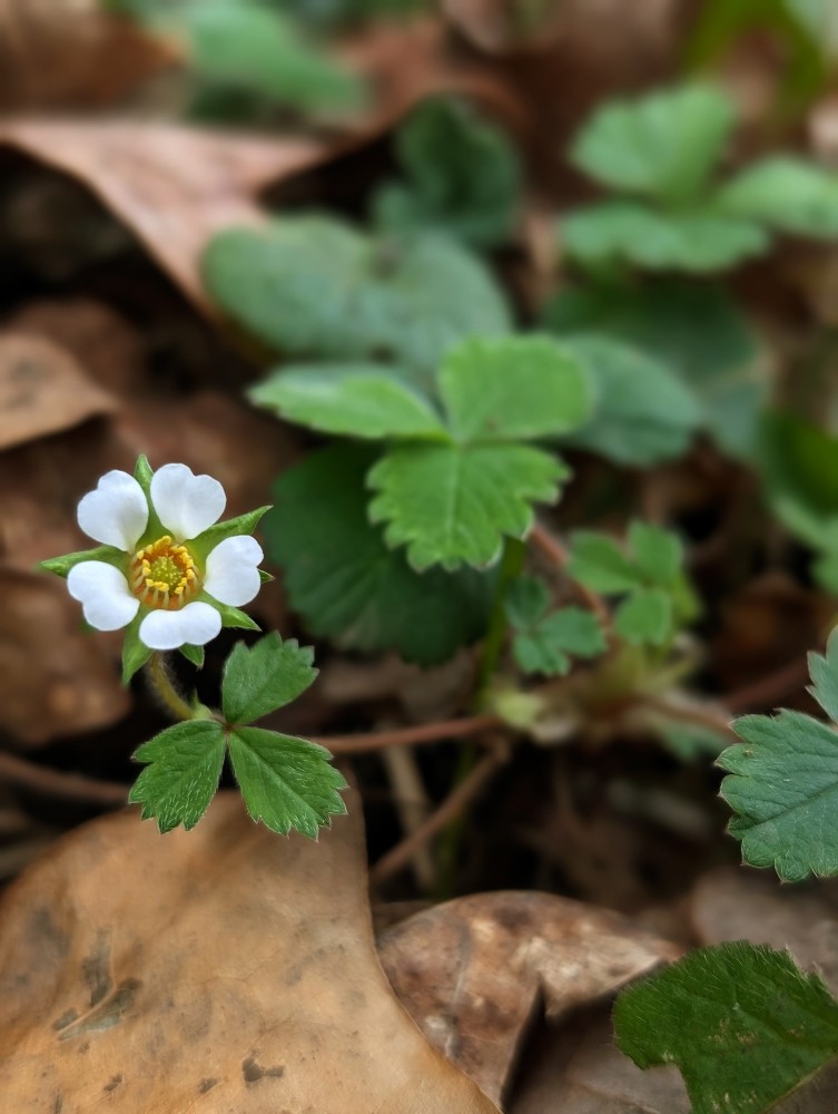 National Plant Monitoring Scheme tweet media