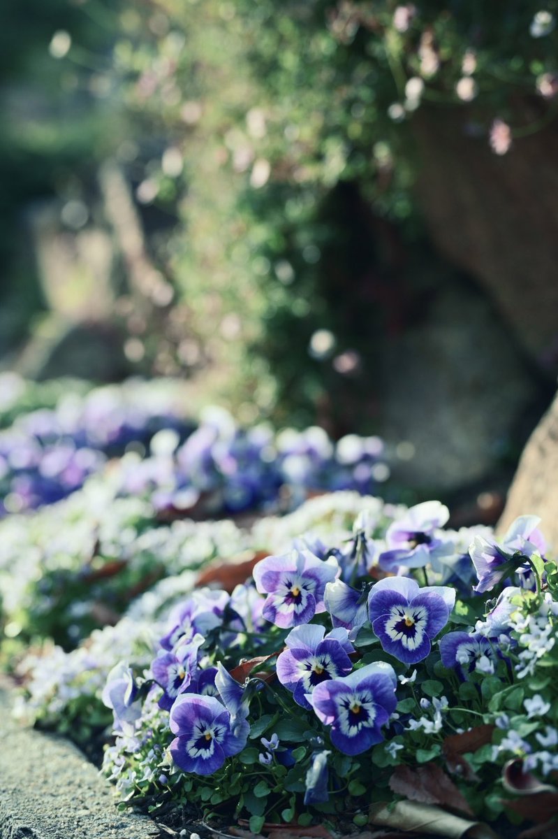 そらꕤ︎︎·͜· ︎︎📷好き𓂃𓂂𖡼.𖤣𖥧𓈒 (@fa0u24712) / Posts / X