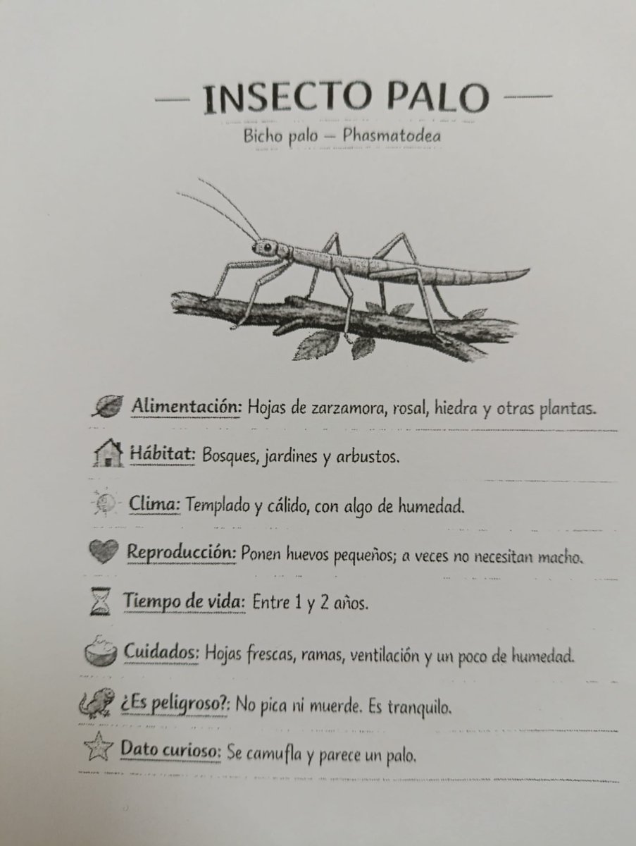 Hoy los niños de 1º C de Infantil hemos recibido en clase a las mascotas de Vicente: sus insectos palo,  y nos ha explicado todo sobre ellos. 
¡Qué interesante! 
Gracias 🤗🥰