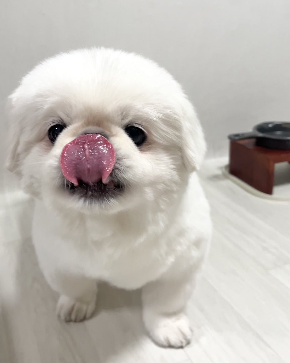 여러분 저 임쪼깐은 믿으셔도 됩니다
코쌈 하나는 자신있습니다
9년 견생을 전부 걸었습니다