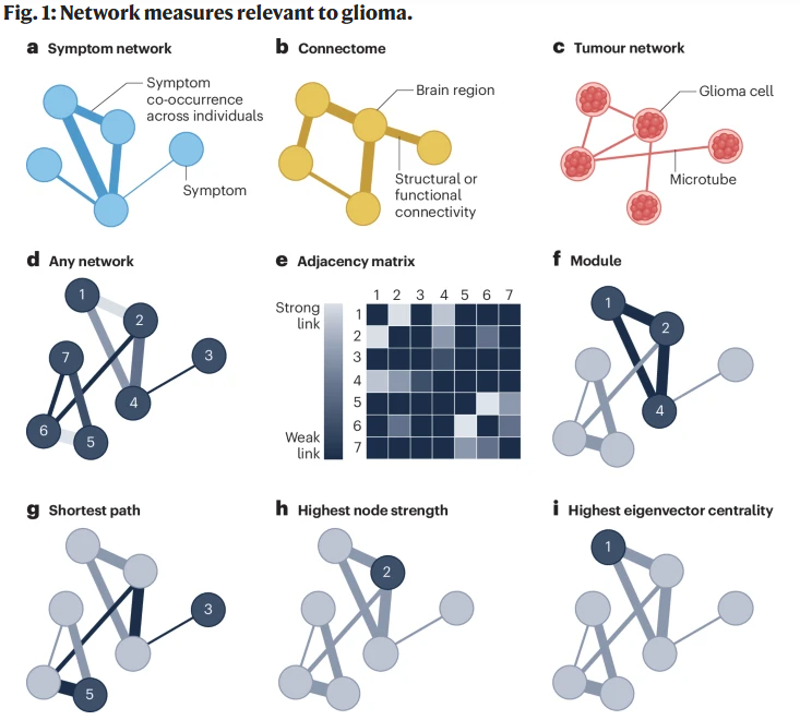 NatRevNeurol's tweet photo. Our featured article for February is a Review by Linda Douw and colleagues on multiscale network perspectives on glioma - read it for free here: https://t.co/qM6Bv0ro4F https://t.co/n4F2VE8awx